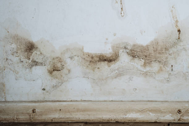 Why You Should Choose Our Mold Remediation Services in Val Verde, CA